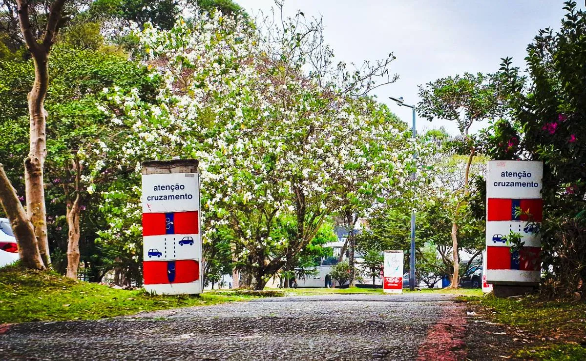 Imagem mostra uma faixa de pedrestes com árvores e asfalto.