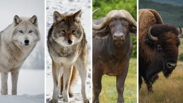 6 pares de animais parecidos e de espécies diferentes