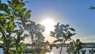 Imagem mostra sol forte entre plantas no Parque das Águas, em Pinhais