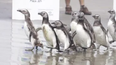 Um grupo de dez pinguins na beira do mar.