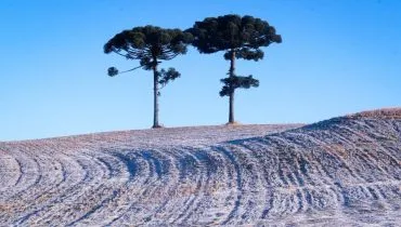 Imagem mostra uma plantação, com céu azul e ao fundo duas araucárias.