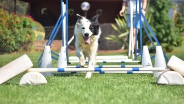 7 esportes praticados por cachorros 