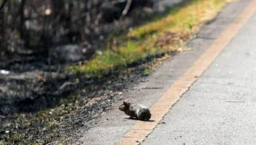 Imagem mostra um roedor fugindo por uma estrada de um incêndio em Curitiba.