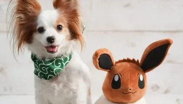 8 nomes para cachorros inspirados em Pokémon