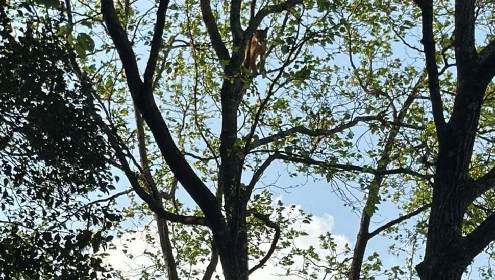 Onça fica presa em árvore em sítio do Paraná.