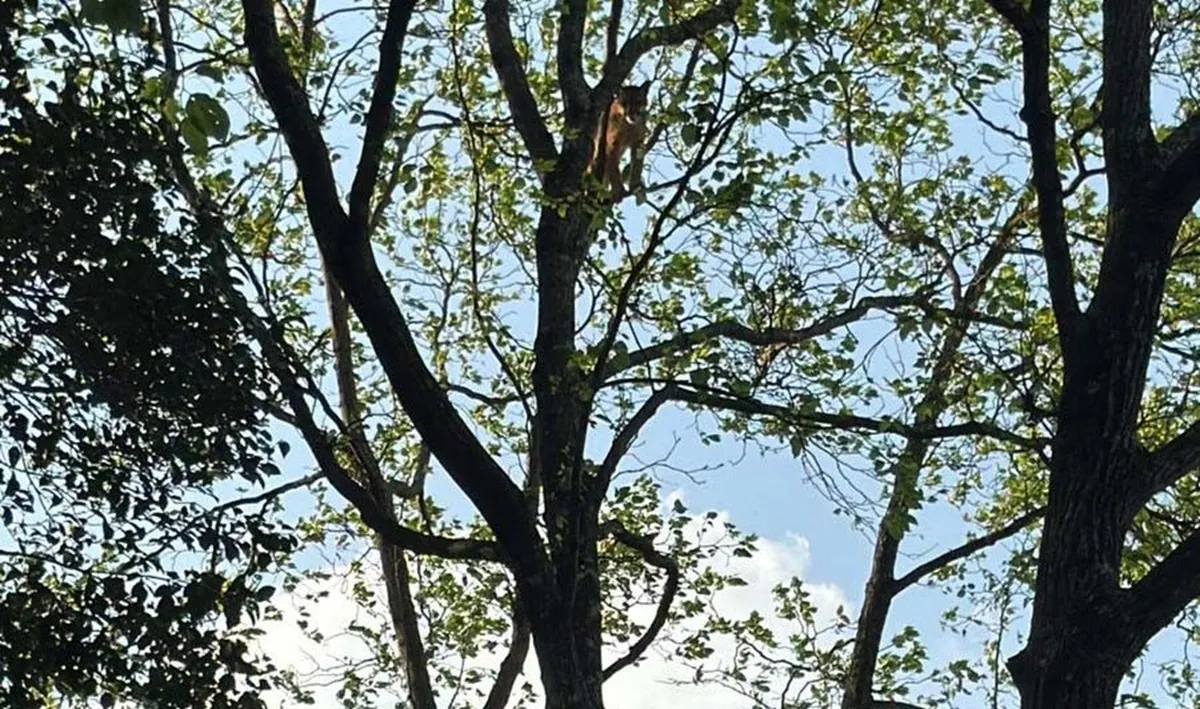 Onça fica presa em árvore em sítio do Paraná.