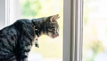 Imagem mostra um gato de pelo rajado olhando por uma janela