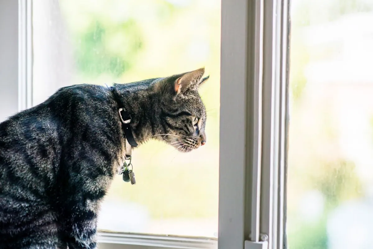 Imagem mostra um gato de pelo rajado olhando por uma janela