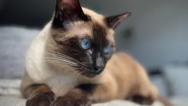 Gato balinês encanta pela elegância! Veja 4 características da raça