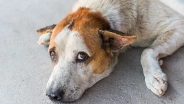 Na imagem, um cachorro com olhar triste.