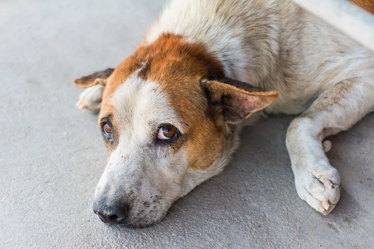 Na imagem, um cachorro com olhar triste.