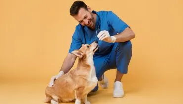 Ama cachorro e mais bichos? As 6 melhores profissões para quem gosta de animais