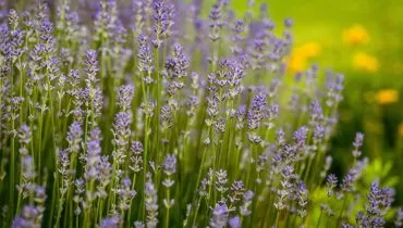 7 benefícios da planta lavanda para a saúde