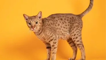 4 características do gato da raça ocicat