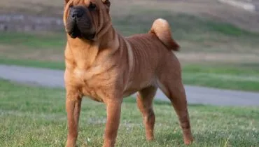 4 características do cachorro da raça shar pei