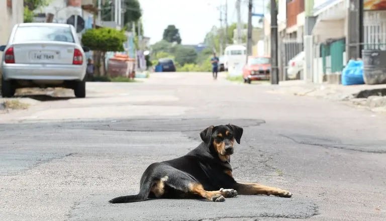 Na imagem, um cachorro está deitado no meio de uma rua.