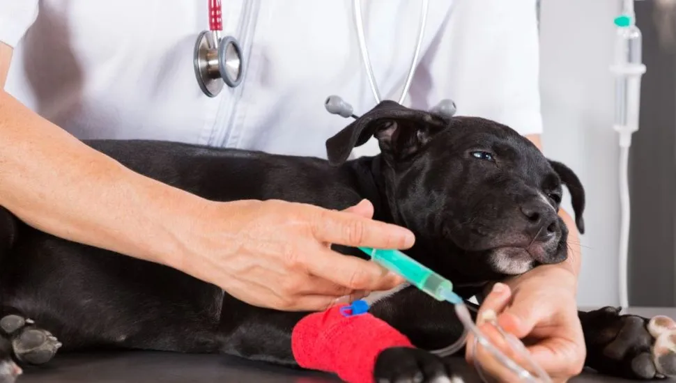 Na imagem, um cachorro no veterinário recebe medicamento intravenoso.