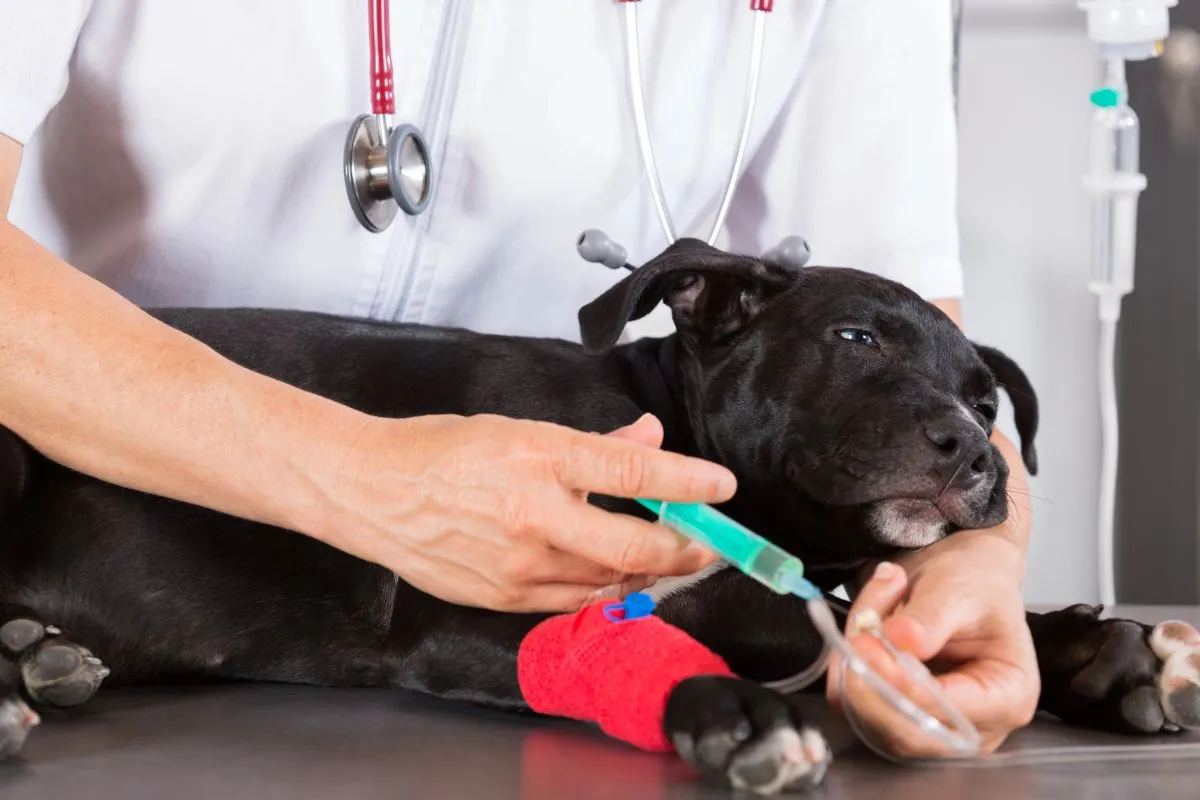 Na imagem, um cachorro no veterinário recebe medicamento intravenoso.