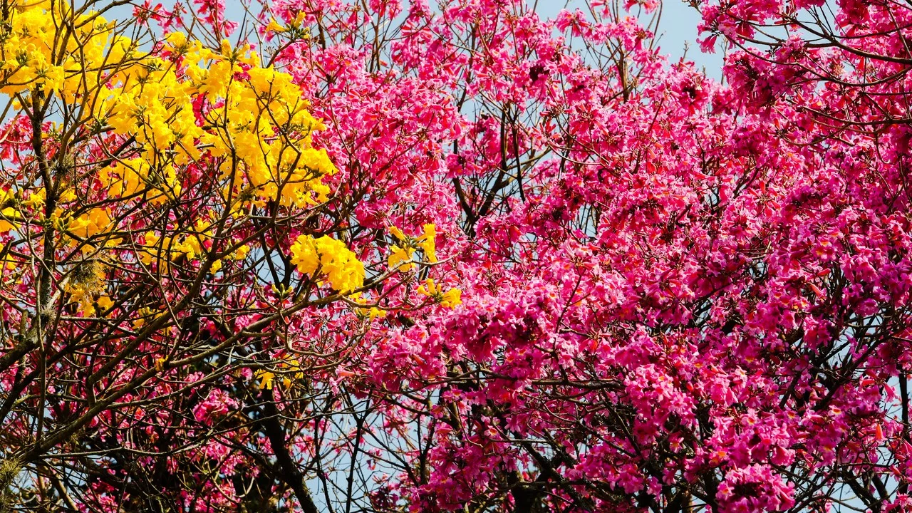 floração dos Ipês pelas ruas de Curitiba