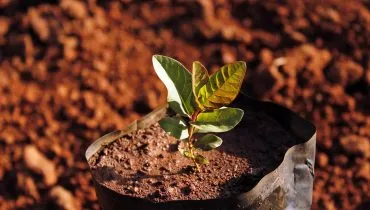 Exército vai plantar mais de 12 mil árvores no Paraná e Santa Catarina