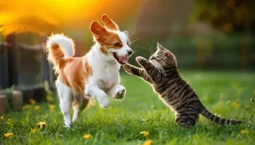 6 benefícios da castração para fêmeas de cães e gatos