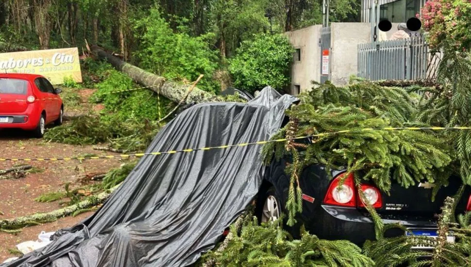 Árvore caiu sobre carros em São José dos Pinhais.