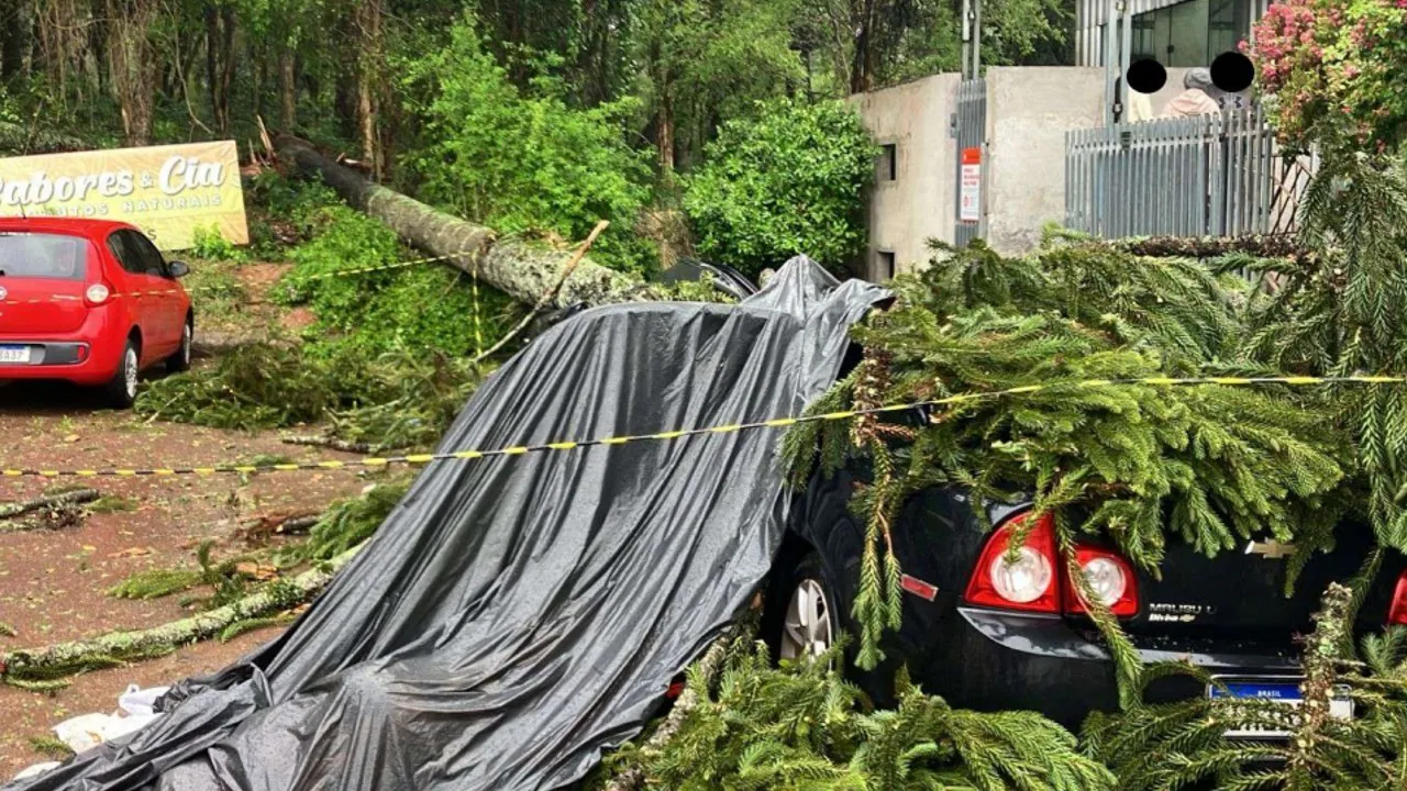 Árvore caiu sobre carros em São José dos Pinhais.