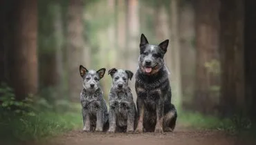 4 características do cachorro da raça boiadeiro australiano 