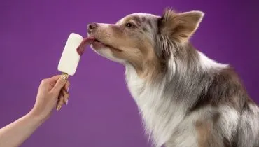 3 sorvetes caseiros para refrescar os animais no calor