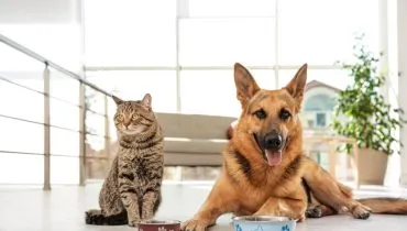 8 cuidados ao mudar a ração do cachorro ou do gato 