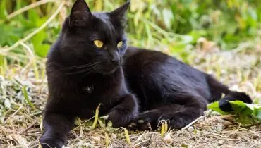 4 características do gato da raça bombaim 