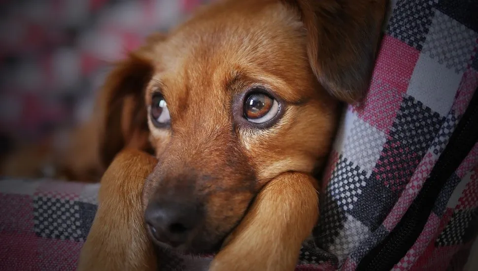 Filhote de cachorro no colo do tutor.