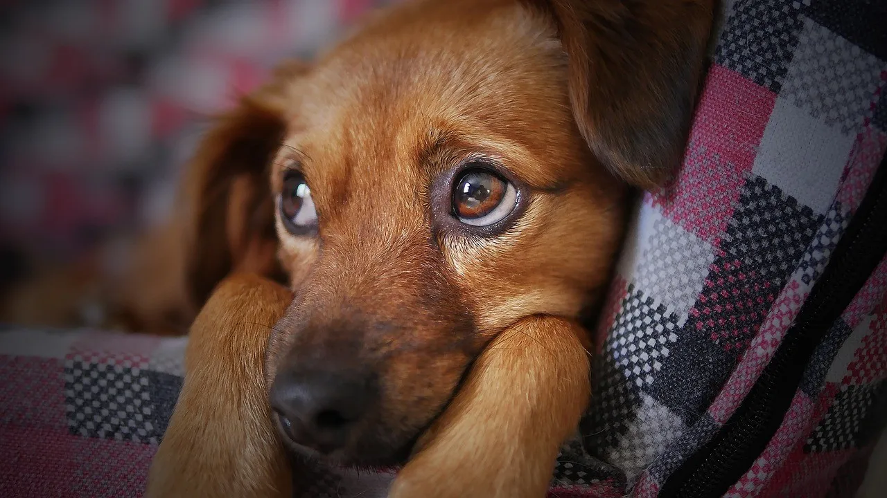 Filhote de cachorro no colo do tutor.