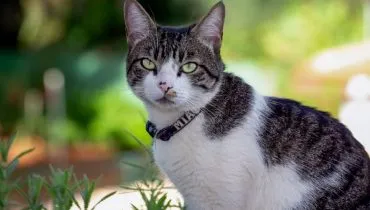 4 características do gato da raça american wirehair 