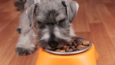 Veja o tipo de alimentação adequada para cachorro obeso