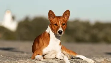 4 características do cachorro da raça basenji