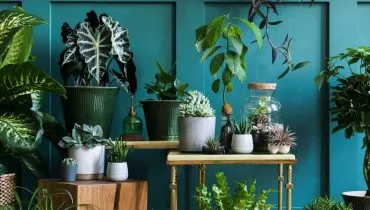 15 plantas para melhorar a energia da casa