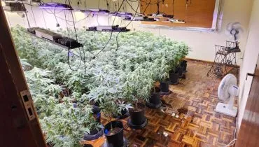 Cultivo criminoso surpreende PMs em bairros pacatos de Curitiba