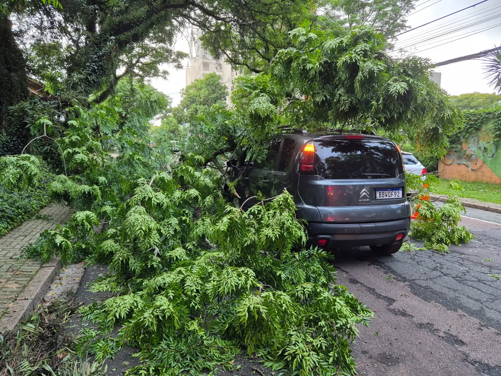 Galho grande de árvore cai sobre carro no bairro Cristo Rei, em Curitiba.