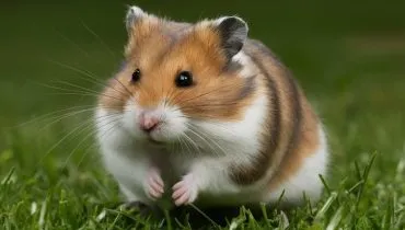 5 curiosidades fascinantes sobre os hamsters