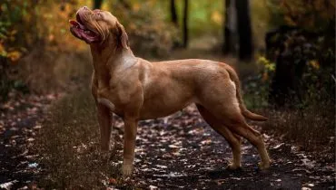 8 maiores raças de cachorro do mundo