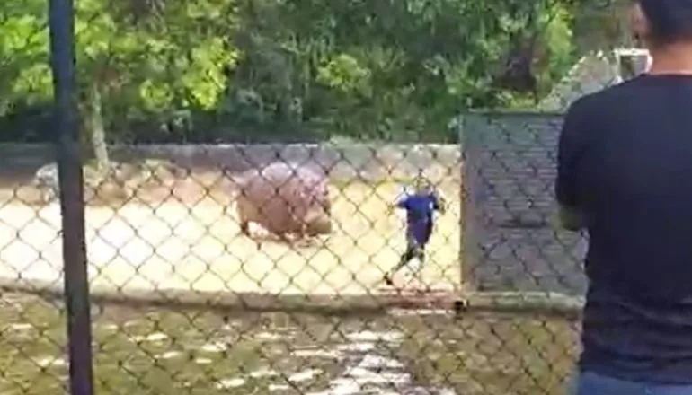 Vídeo! Hipopótamo persegue homem que invadiu área proibida no Zoo de Curitiba. No galeto!