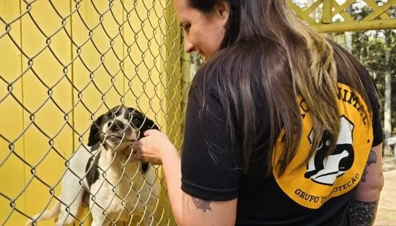 ONG de Curitiba pede ajuda para pagar aluguel de local onde vivem animais resgatados