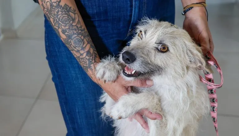 Cachorrinha para viatura e é adotada por delegacia em Curitiba