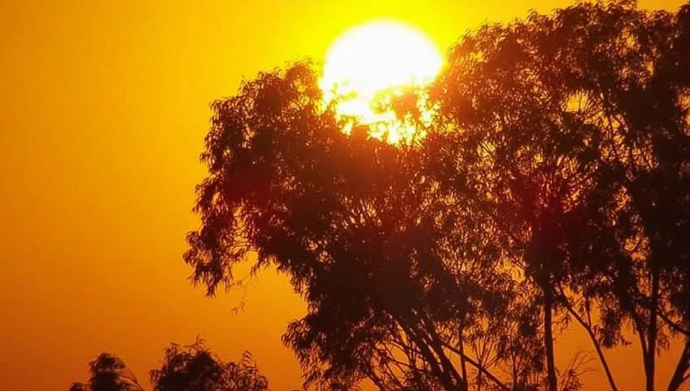 Na imagem, sol com luz dourada atrás de árvores