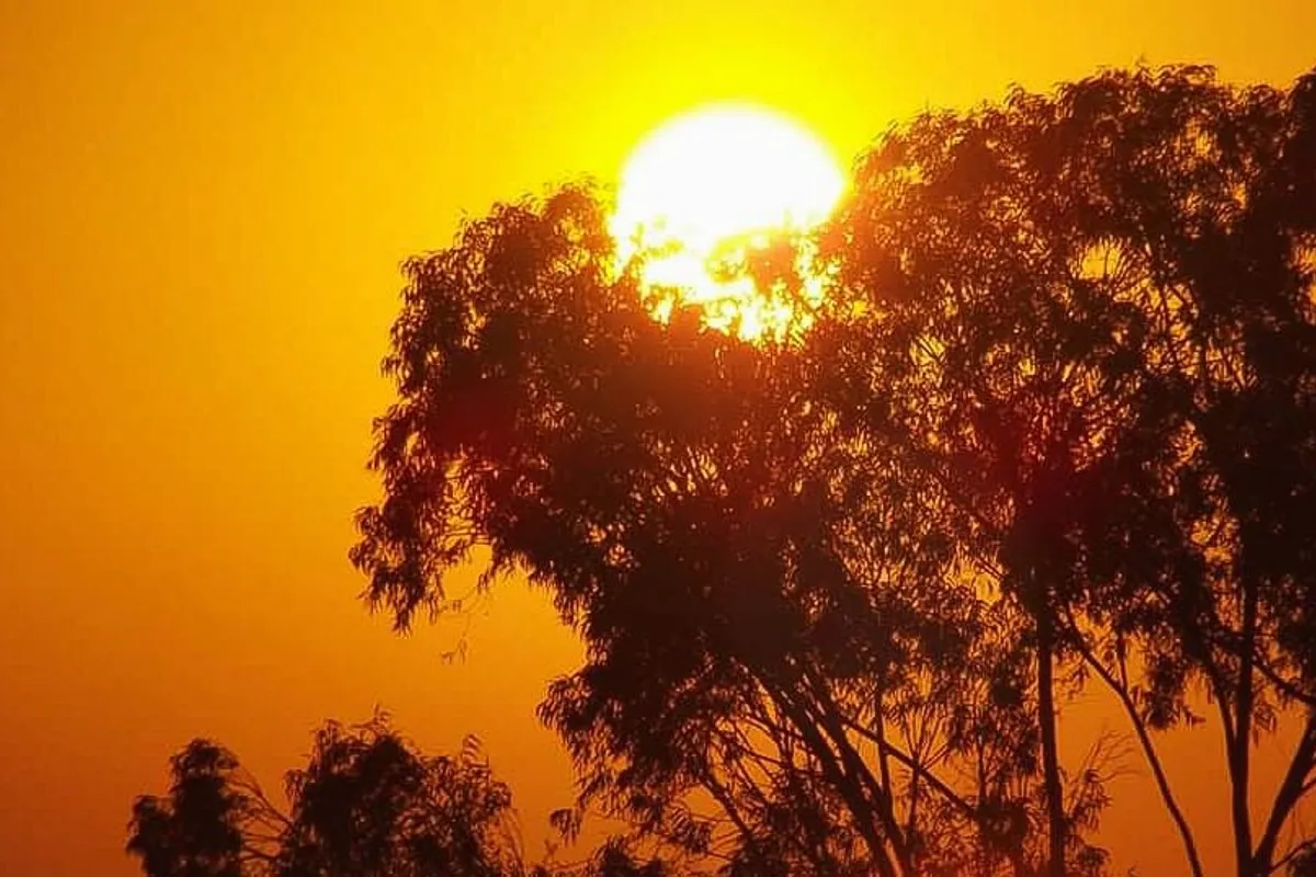 Na imagem, sol com luz dourada atrás de árvores