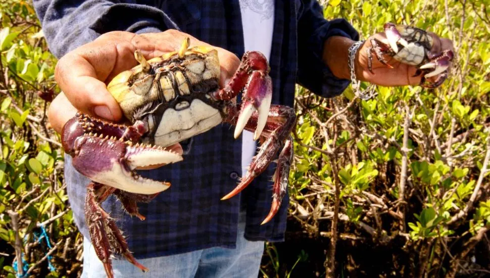 Imagem mostra um homem segurando um caranguejo recém capturado.