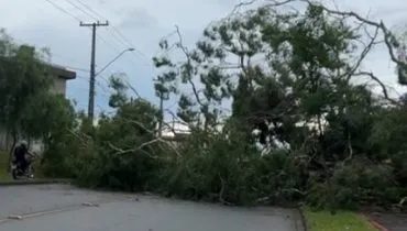 Vento forte derruba árvore e bloqueia avenida de Curitiba