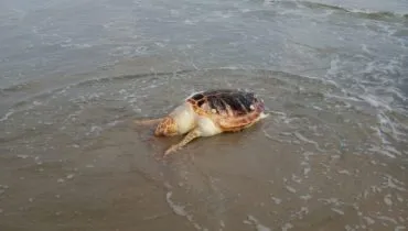 Mais de 140 tartarugas são encontradas encalhadas no Litoral do Paraná