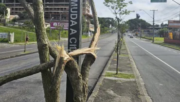 Mudas de ipês sofrem vandalismo em avenida de Curitiba